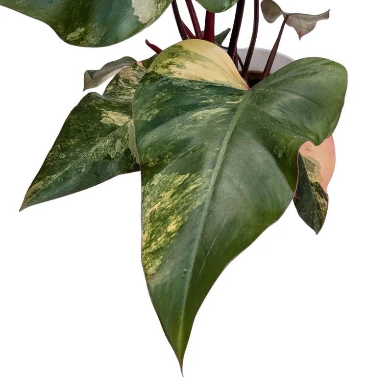 dettaglio della foglia della pianta verde con sfumature color crema 