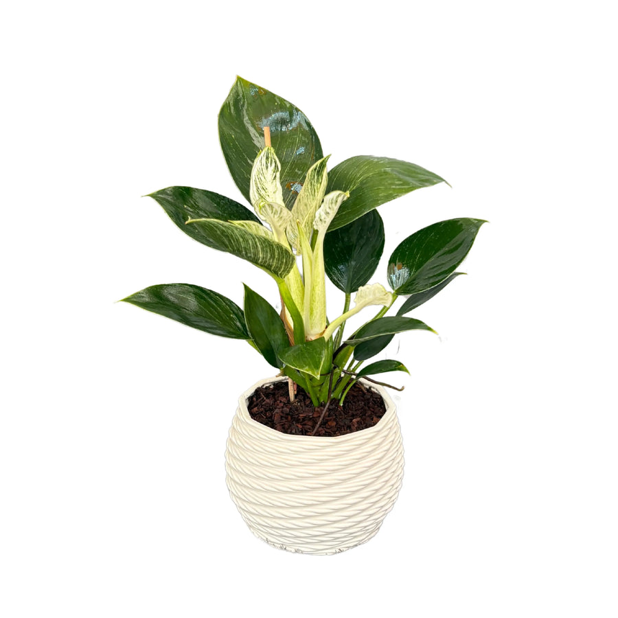 Philodendron Birkin in vaso bianco Carina, pianta da interno compatta

