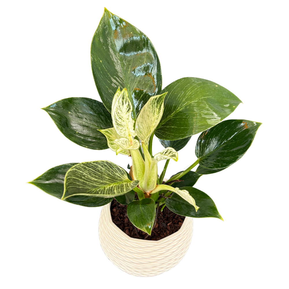 Vista dall’alto del Philodendron Birkin con foglie variegate bianche

