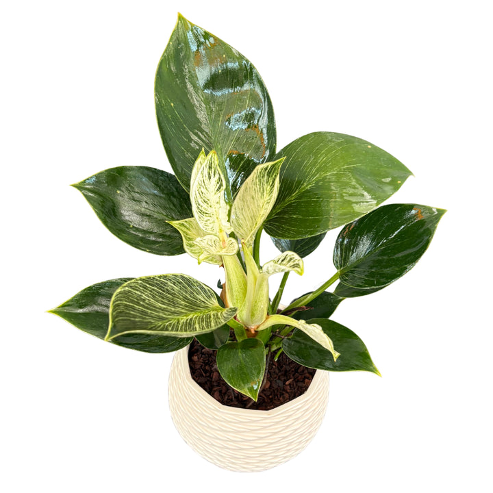 Vista dall’alto del Philodendron Birkin con foglie variegate bianche

