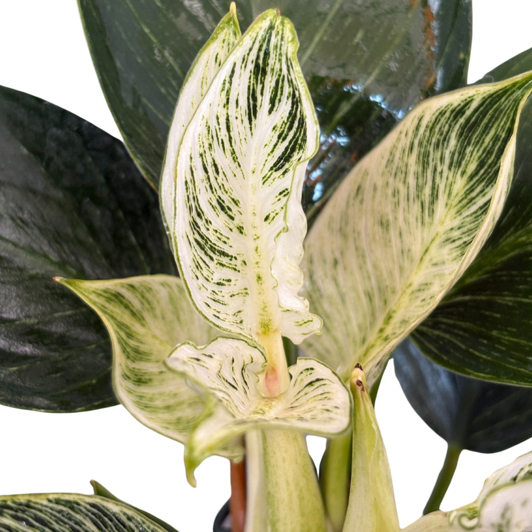 Dettaglio foglie striate del Philodendron Birkin, effetto marmorizzato

