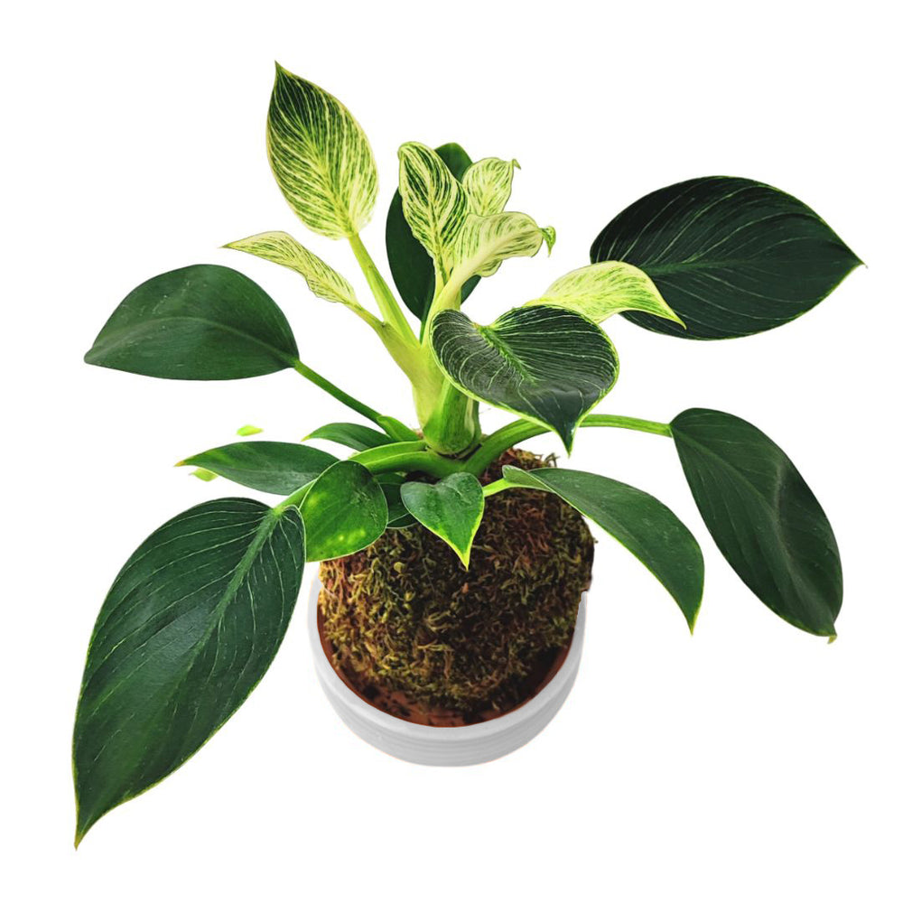 Dettaglio superiore di Philodendron Birkin in kokedama con piattino bianco, foglie verdi lucide con venature bianche, ideale come pianta ornamentale per interni moderni, uffici e ambienti domestici

