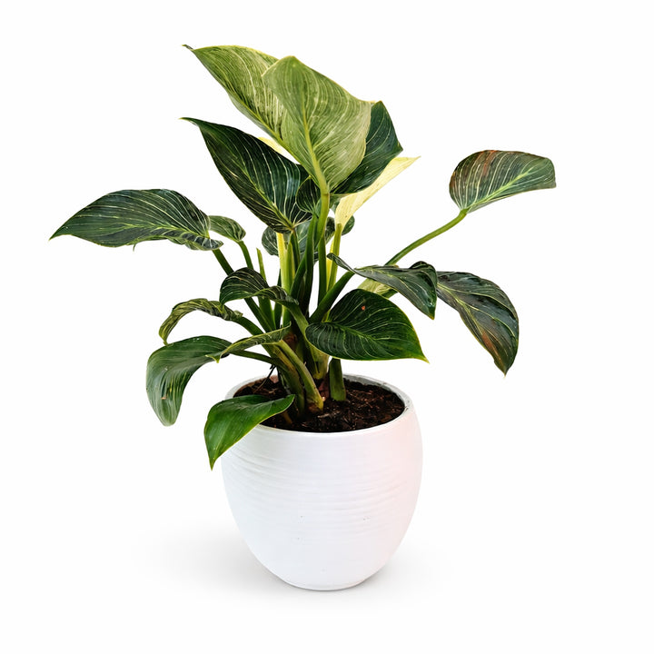 Philodendron Birkin con foglie verde scuro variegate a striature chiare in vaso bianco Manacor