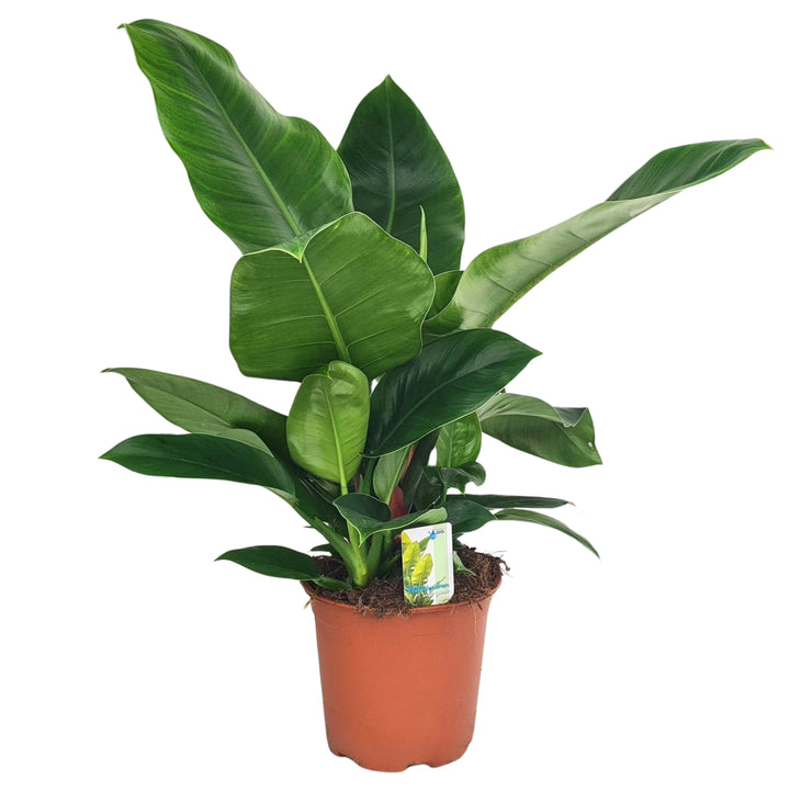 Philodendron Imperial Green in vaso di plastica da 19 cm, foglie verdi lucide

