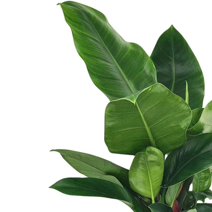 Dettaglio foglie lucide di Philodendron Imperial Green, pianta ornamentale da interno

