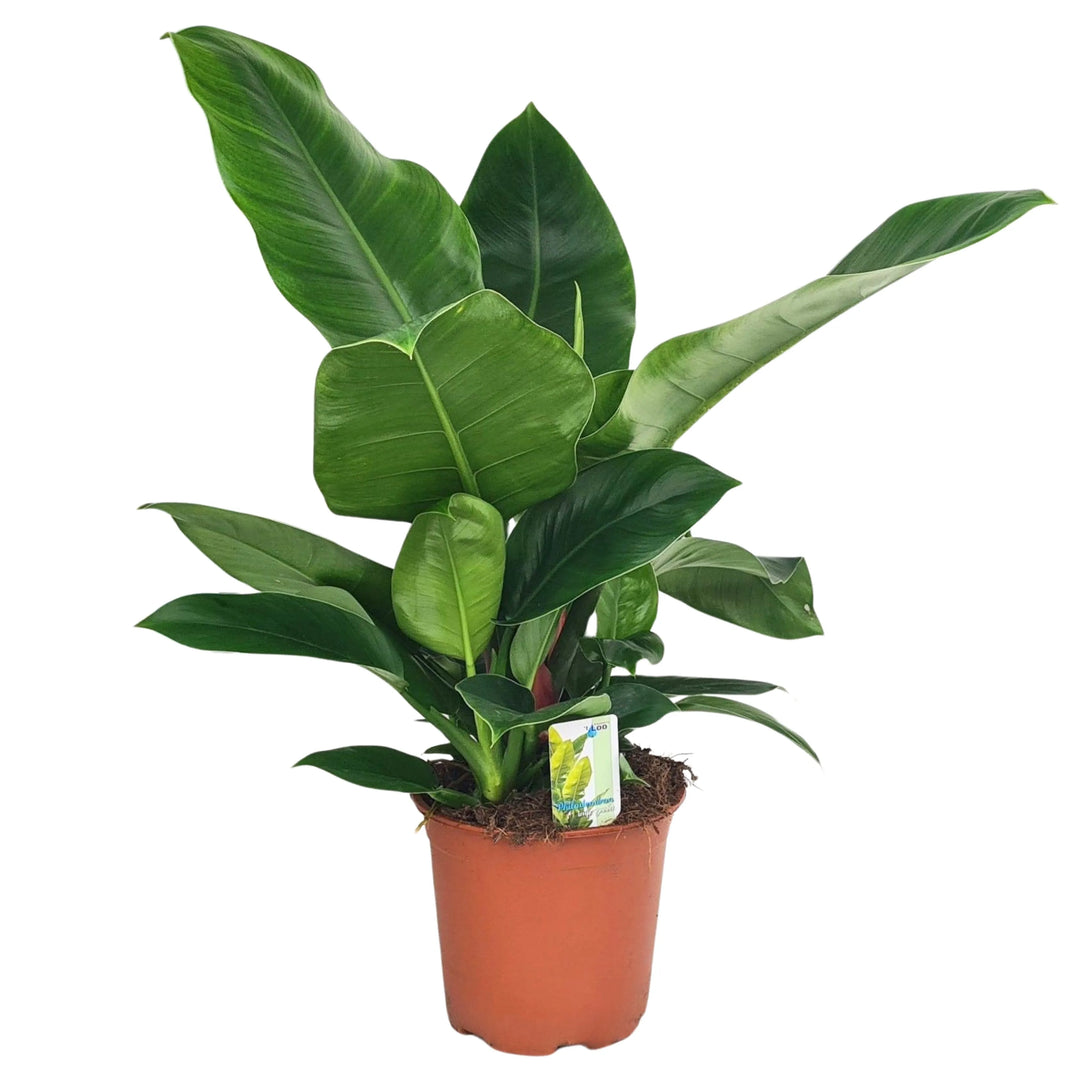 Pianta Philodendron ‘Imperial Green’ senza vaso – foglie tropicali verdi brillanti, altezza 60 cm