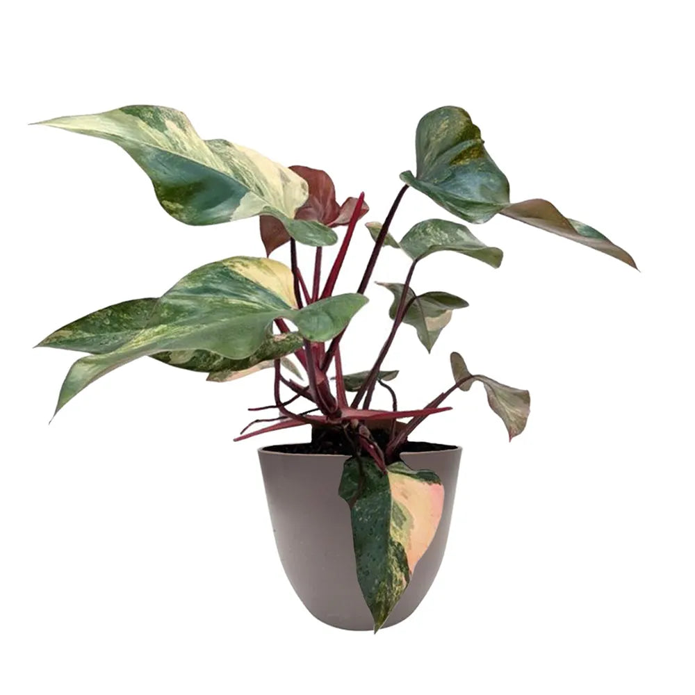 immagine mostra una pianta con foglie verdi con variegature crema e sfumature rosa messa in un vaso tortora 