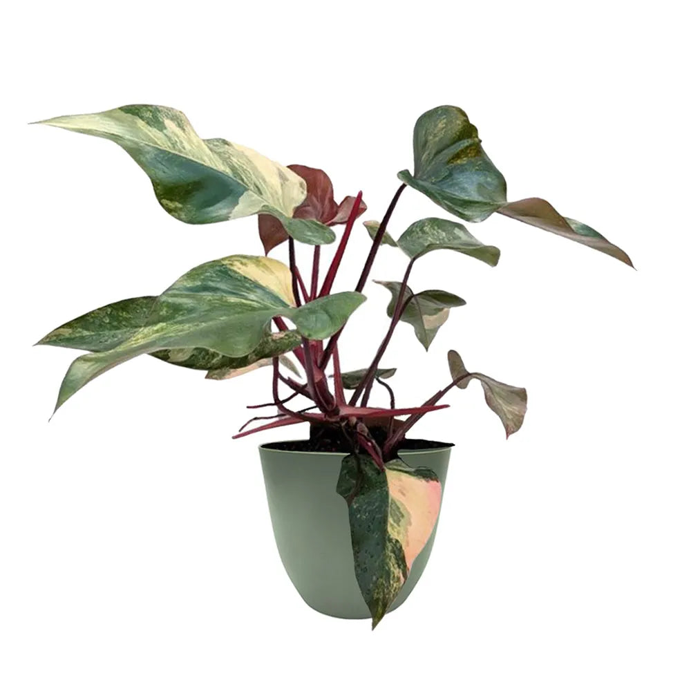 immagine mostra una pianta con foglie verdi con variegature crema e sfumature rosa messa in un vaso verde 