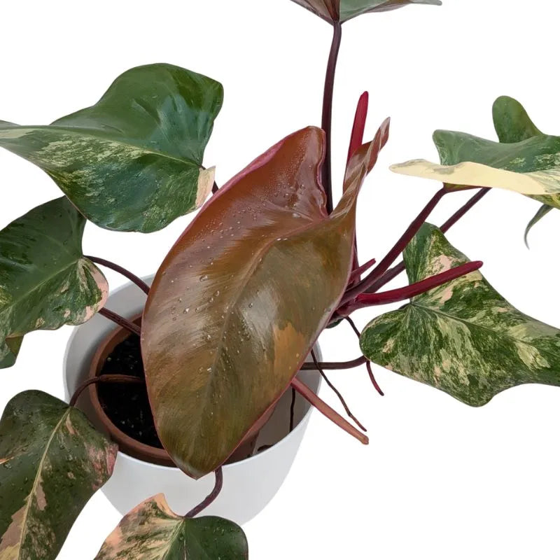 pianta con fdettaglio della foglia di colore rosso 