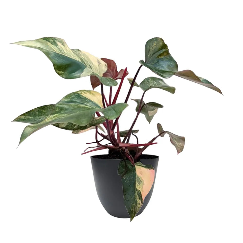 immagine mostra una pianta con foglie verdi con variegature crema e sfumature rosa messa in un vaso nero 