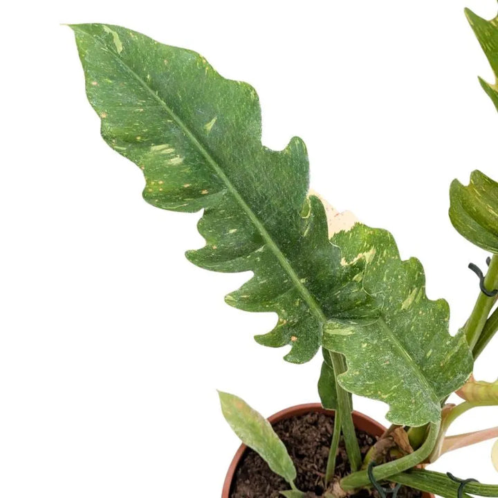 Philodendron Ring of Fire variegated - dettaglio delle foglie colorate giallo e arancione