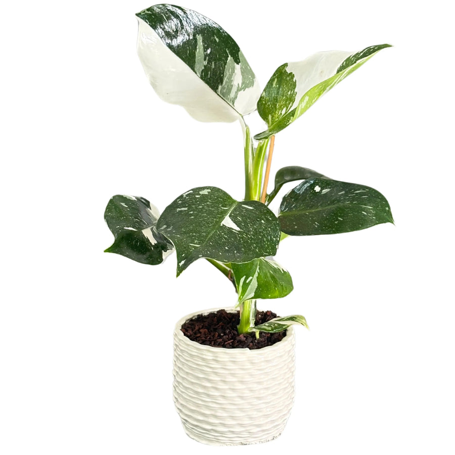 Philodendron White in vaso di ceramica bianca smaltata, vista frontale con foglie variegate


