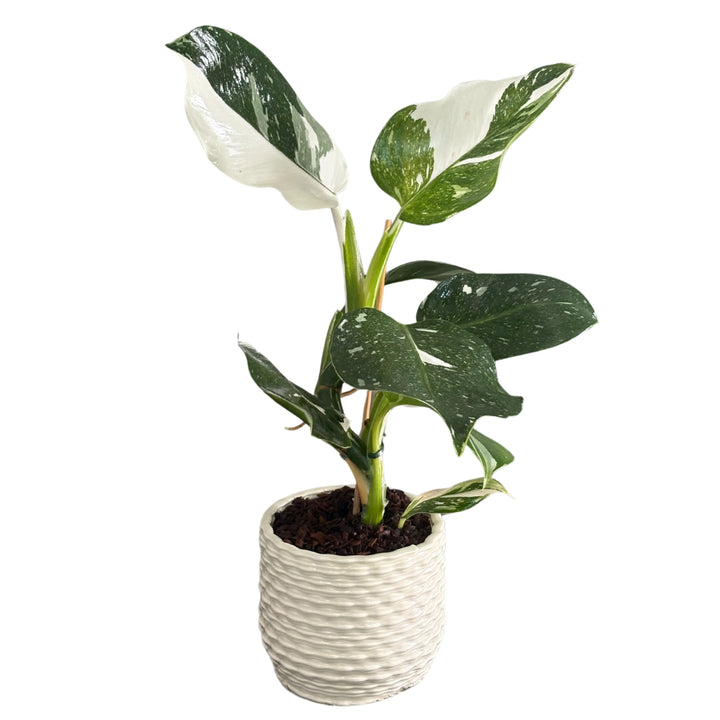 Pianta Philodendron White in vaso decorativo, vista laterale su foglie verdi e bianche

