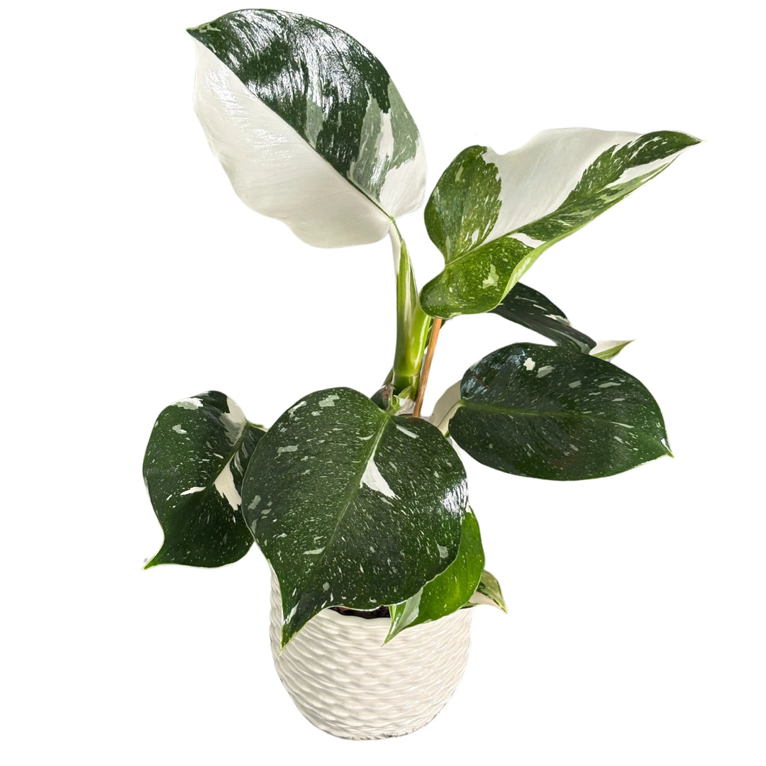 Philodendron White in vaso bianco smaltato, vista dall’alto delle foglie ampie

