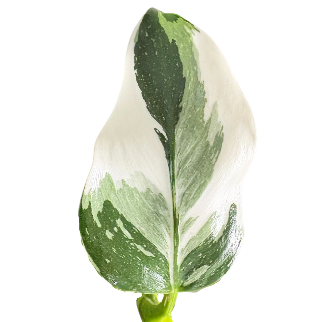 Dettaglio foglia variegata del Philodendron White, con sfumature marmorizzate bianco-verde

