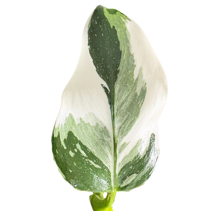 Dettaglio foglia variegata del Philodendron White, con sfumature marmorizzate bianco-verde

