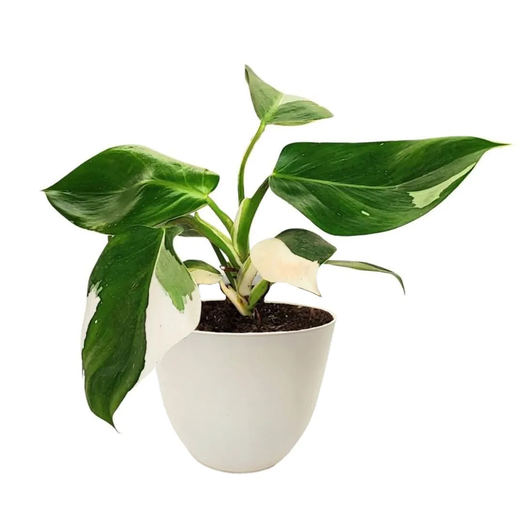 Philodendron White Wave in vaso antracite in plastica riciclata da 15 cm, pianta da interno con foglie variegate verdi e bianche.