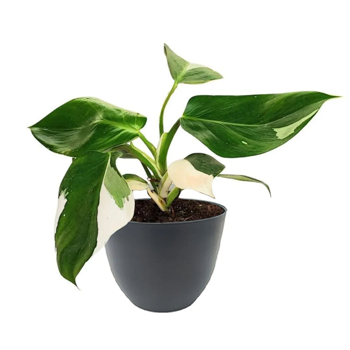 Philodendron White Wave con vaso in plastica riciclata antracite diametro 15 cm