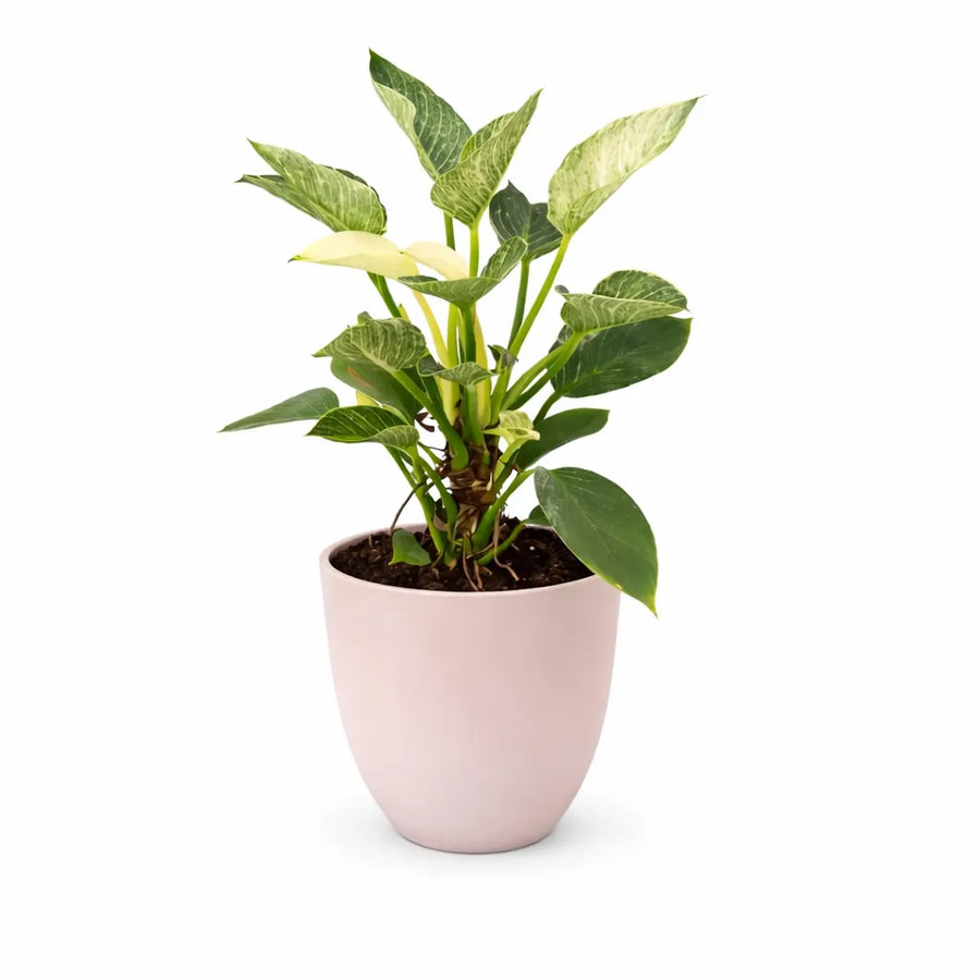 Philodendron Birkin - pianta da interno con foglie variegate e lucide, primo piano