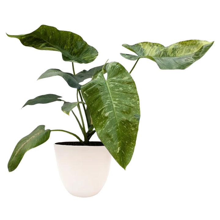 pianta con foglie verdi con variegature colore crema messa in un vaso di colore bianco 