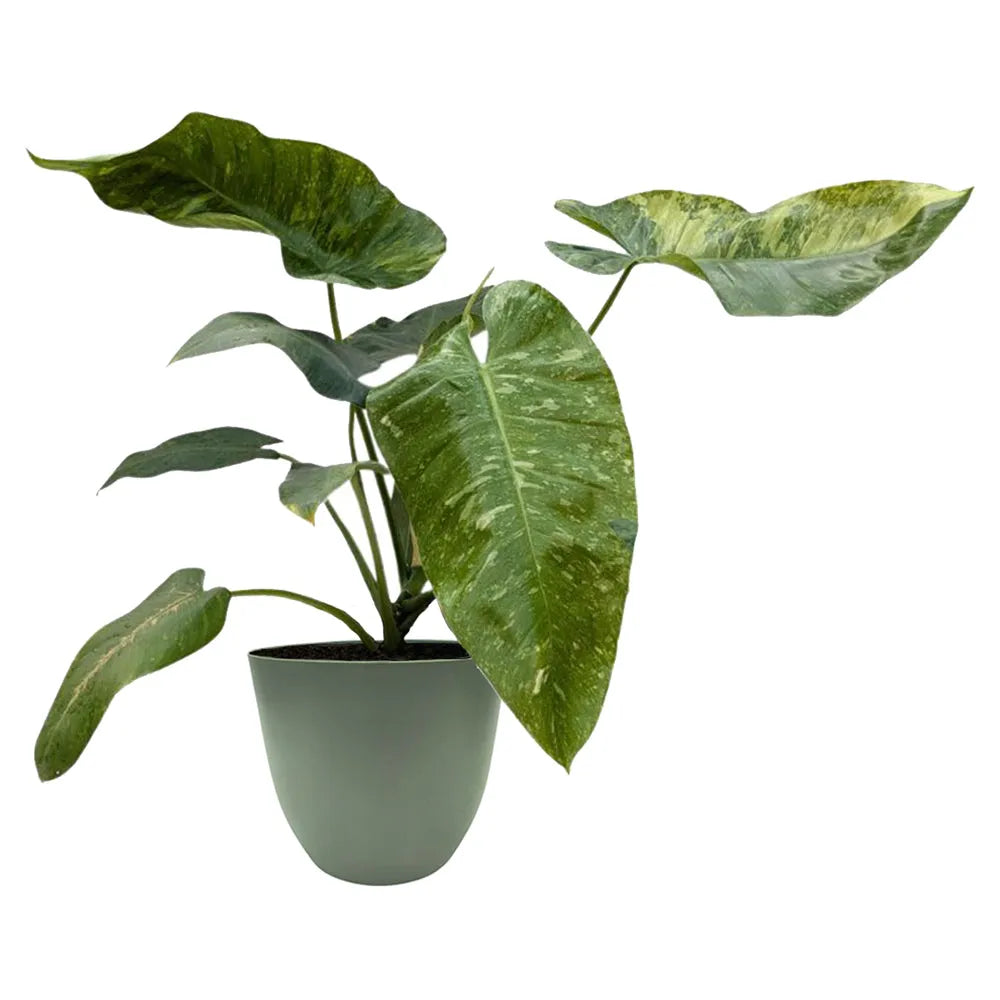 pianta con foglie verdi con variegature colore crema messa in un vaso di colore verde 