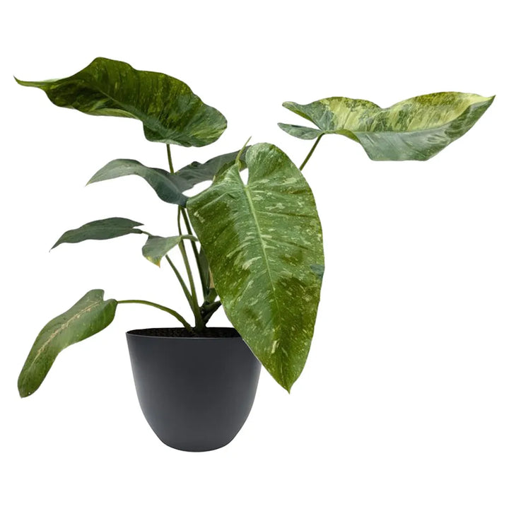 pianta con foglie verdi con variegature colore crema messa in un vaso di colore antracite  