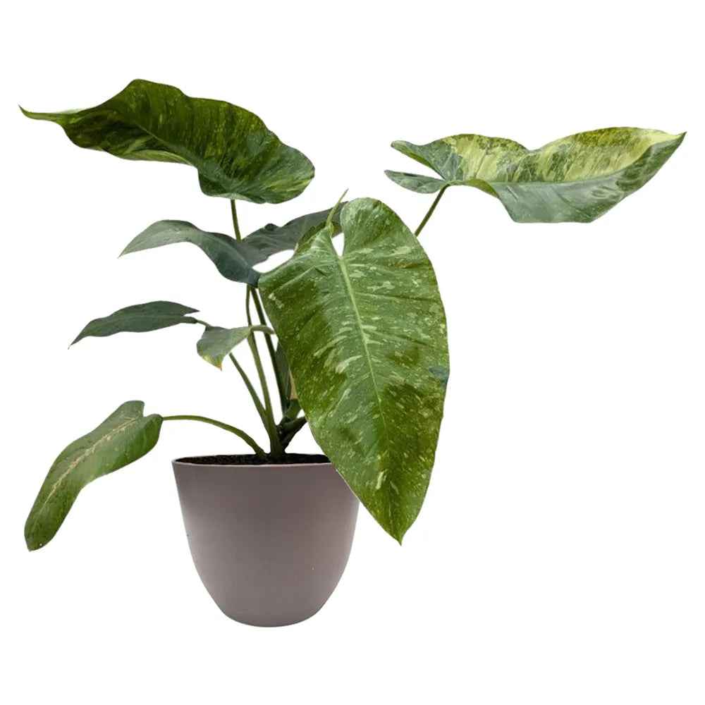 pianta con foglie verdi con variegature colore crema messa in un vaso di colore tortora