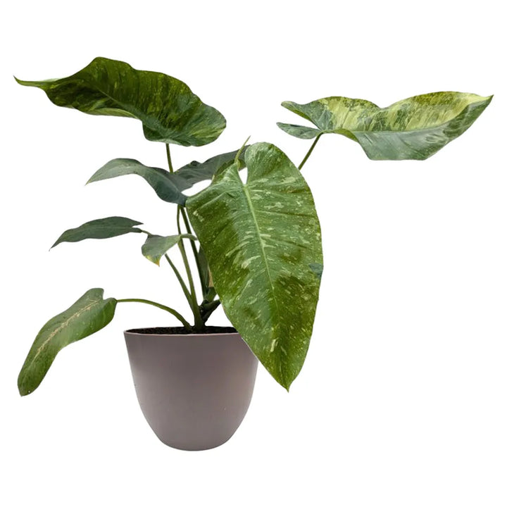 pianta con foglie verdi con variegature colore crema messa in un vaso di colore tortora