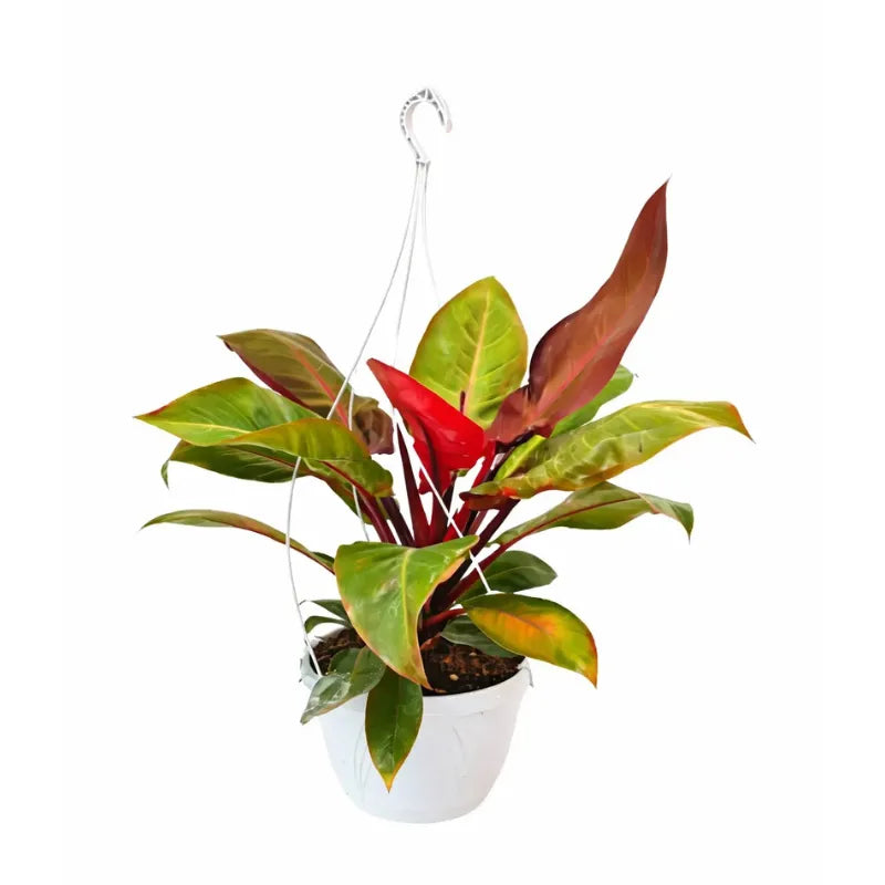 Philodendron Orange - pianta d'interno con foglie arancioni e verdi vivaci nel vaso