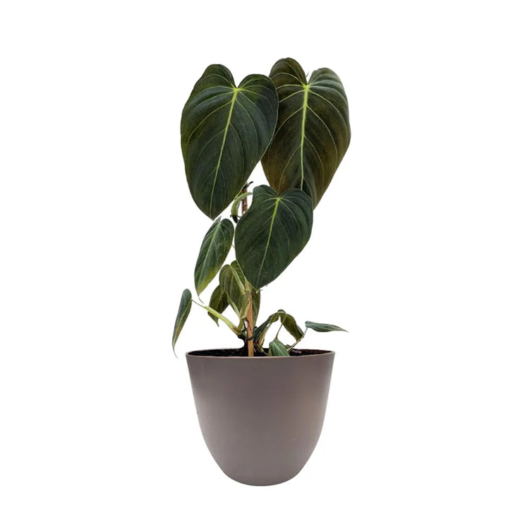Philodendron melanochrysum H. 50 cm