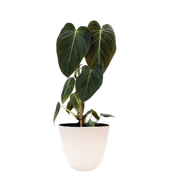 Philodendron melanochrysum H. 50 cm