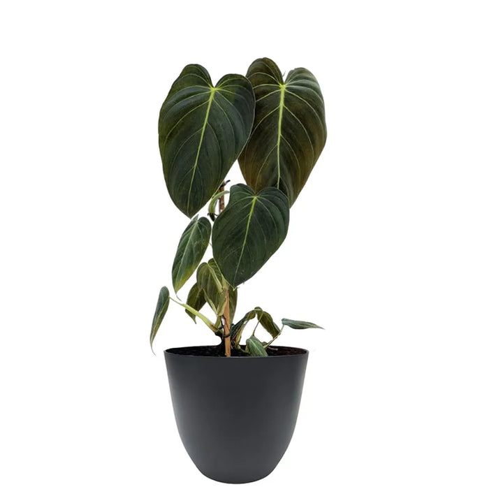 Philodendron melanochrysum H. 50 cm