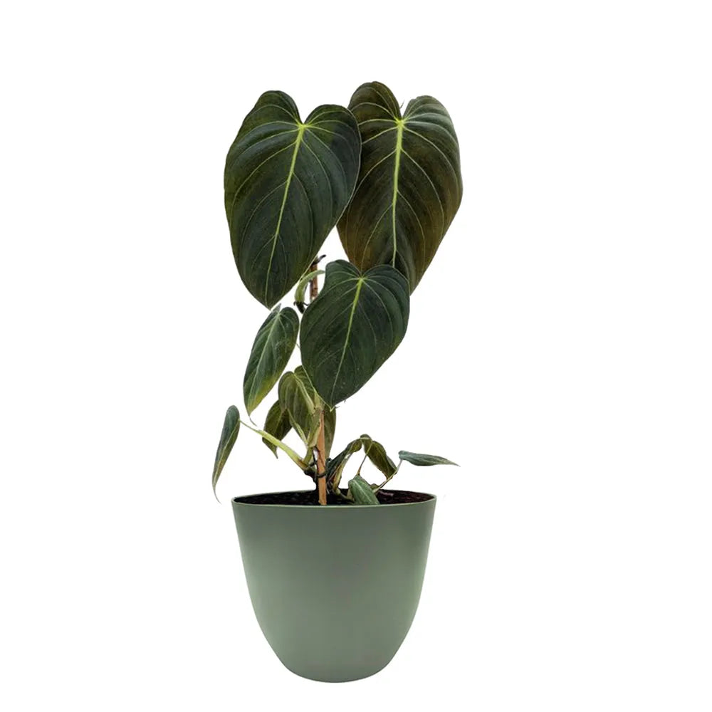 Philodendron melanochrysum H. 50 cm