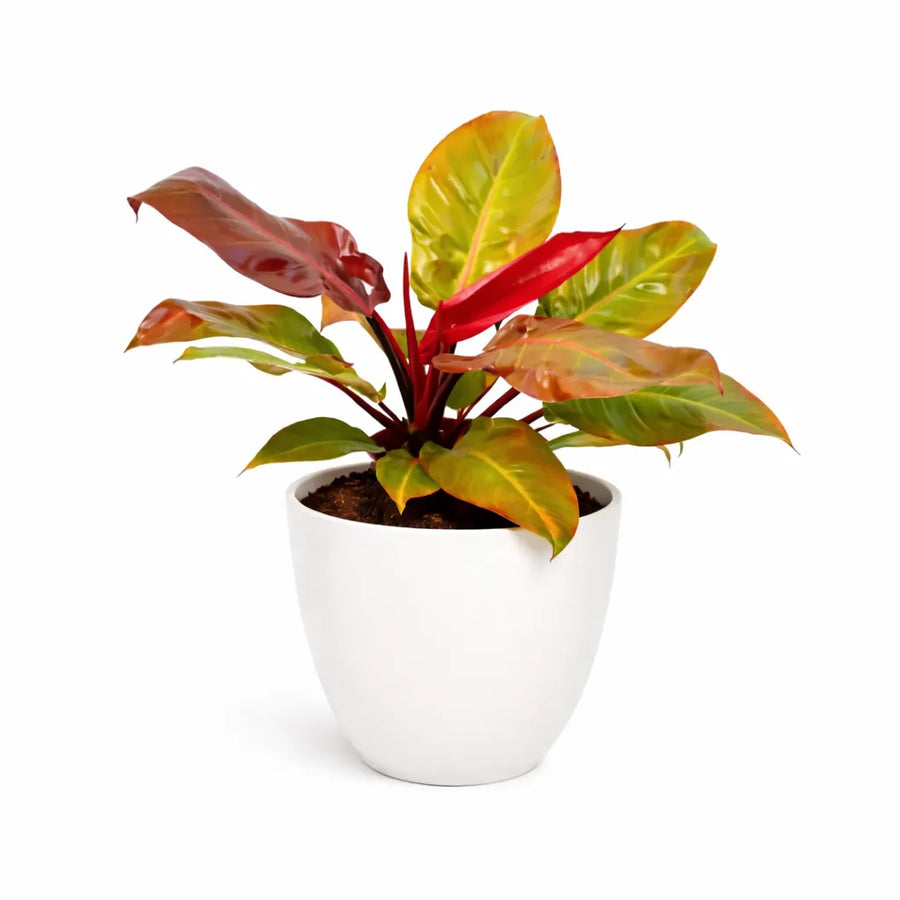 Philodendron Orange - pianta da interno con foglie giovani arancioni e vaso decorativo in primo piano