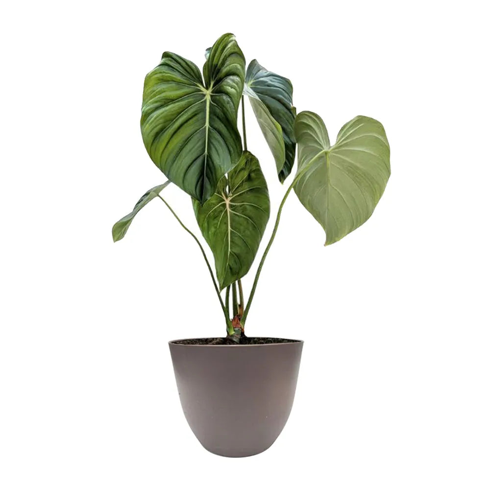 immagine mostra una pianta con foglie verdi scure messa in un vaso di colore tortora