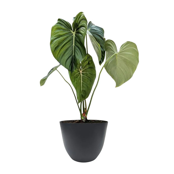 immagine mostra una pianta con foglie verdi scure messa in un vaso di colore nero