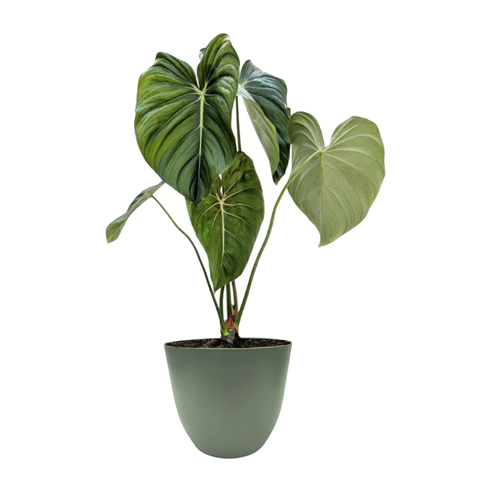 immagine mostra una pianta con foglie verdi scure messa in un vaso di colore verde 