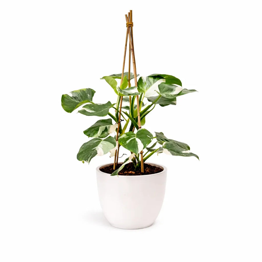 Philodendron White - pianta da interno con foglie variegate in vaso