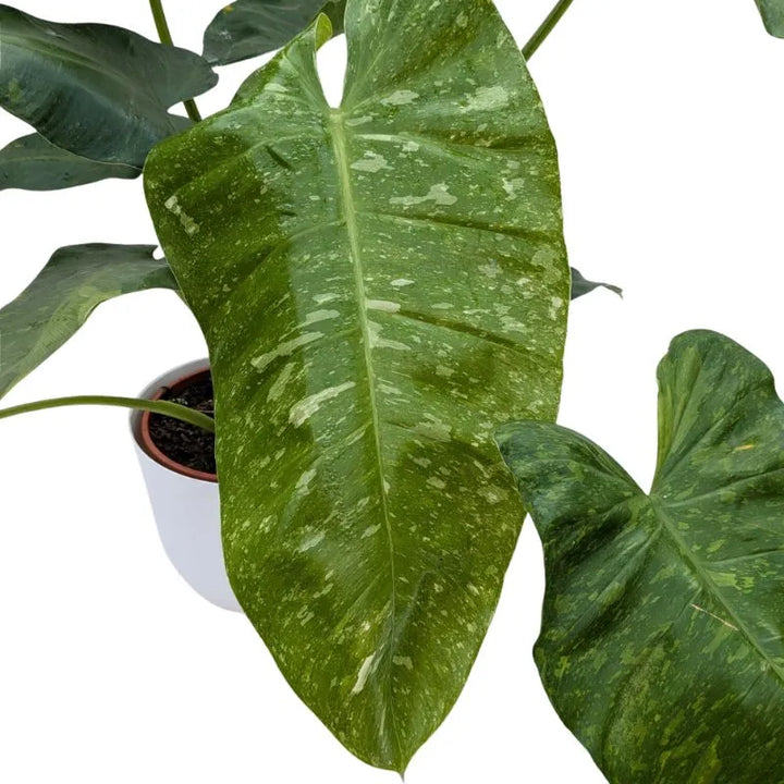 immagine mostra il detaglio delle foglie della pianta 