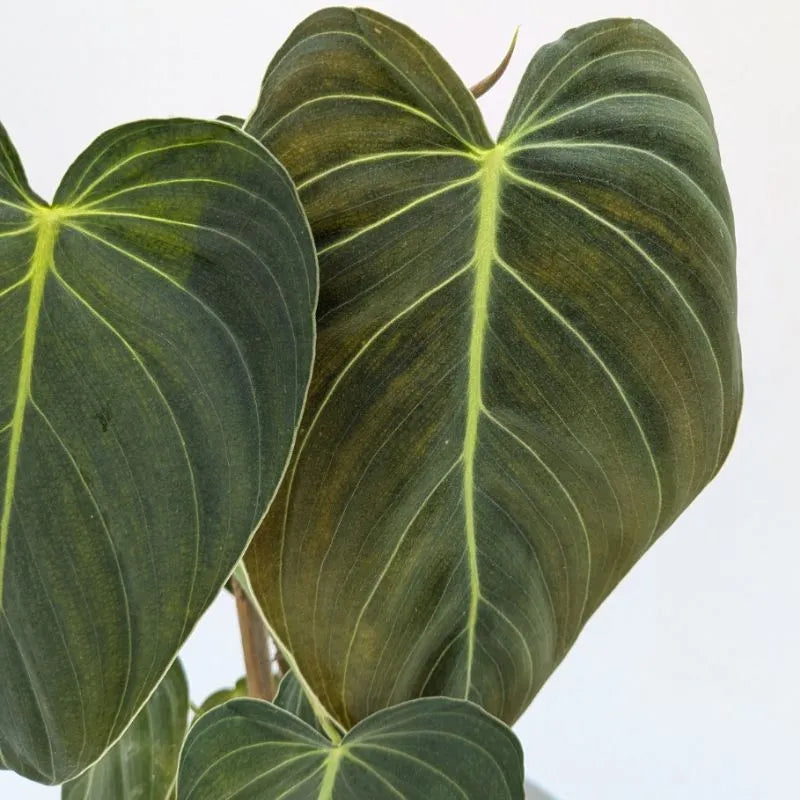 Philodendron melanochrysum H. 50 cm