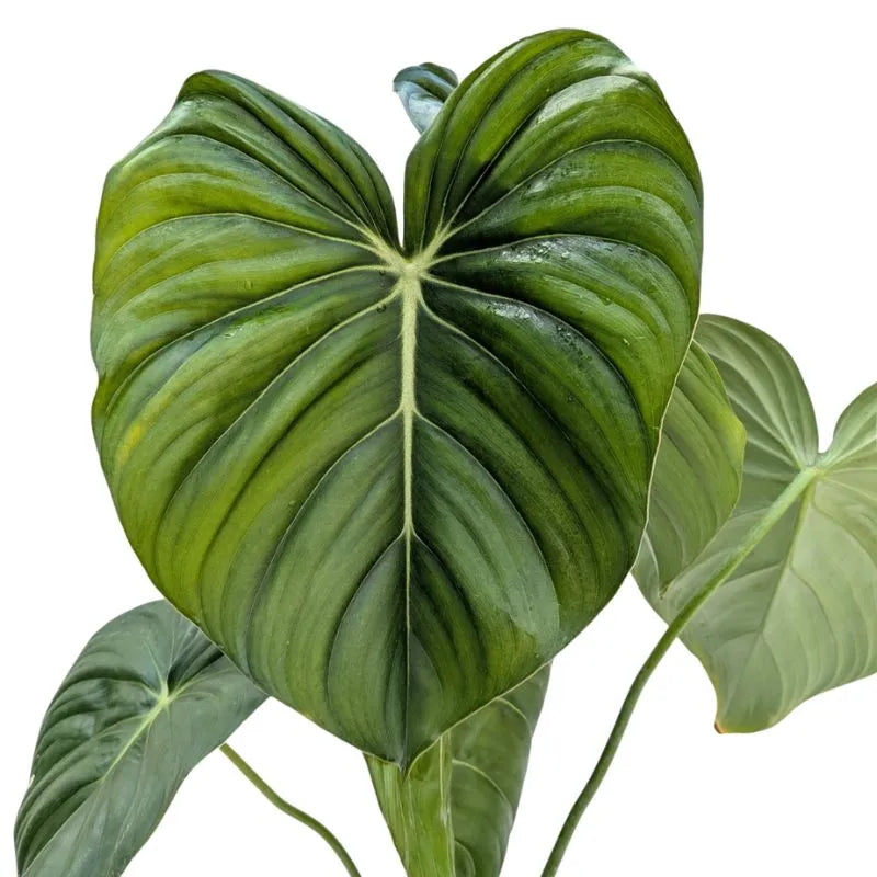 immagine mostra il dettaglio dlla foglia della pianta 