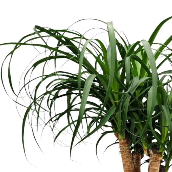 Dettaglio foglie allungate e verdi della Beaucarnea Recurvata su sfondo bianco