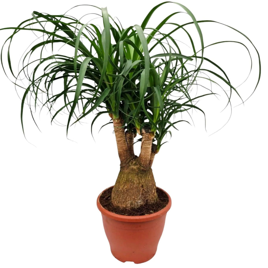 Pianta Beaucarnea recurvata in vaso da 23 cm con foglie ricurve e tronco rigonfio – I Giardini di Giulia

