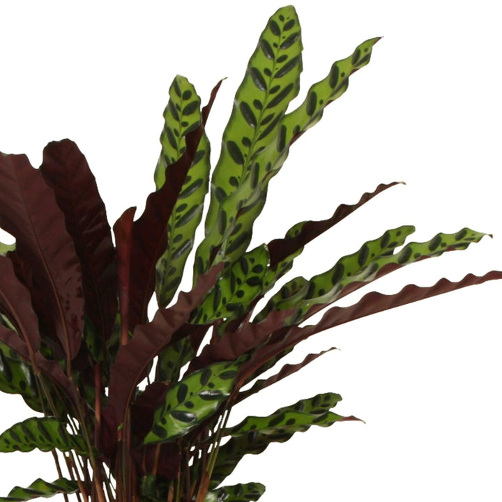 Dettaglio foglie Calathea lancifolia con disegni verdi scuri e retro viola, vista ravvicinata