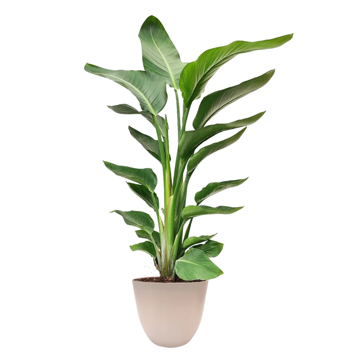 Elegante Strelitzia Nicolai in vaso avorio di plastica riciclata, ideale per casa o ufficio