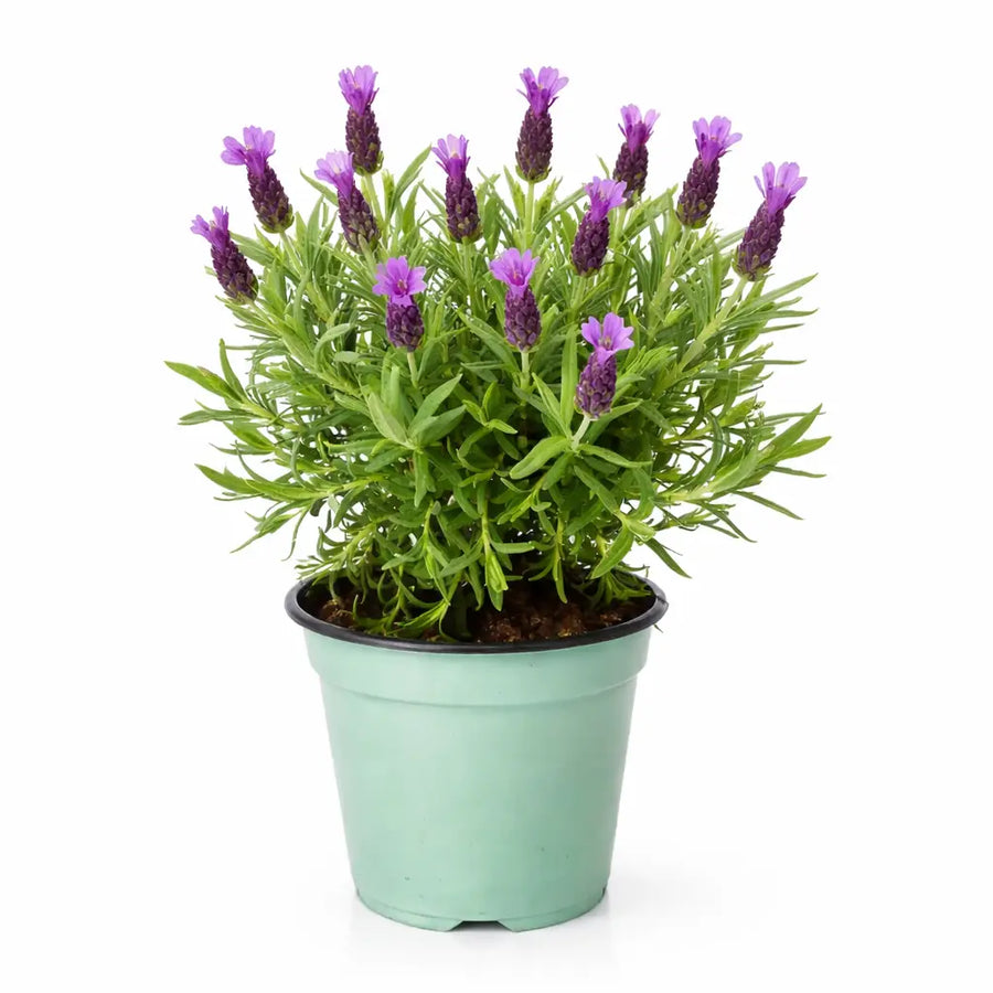 Pianta lavanda in vaso - Pianta lavanda con fiori viola, ideale per balcone e giardino