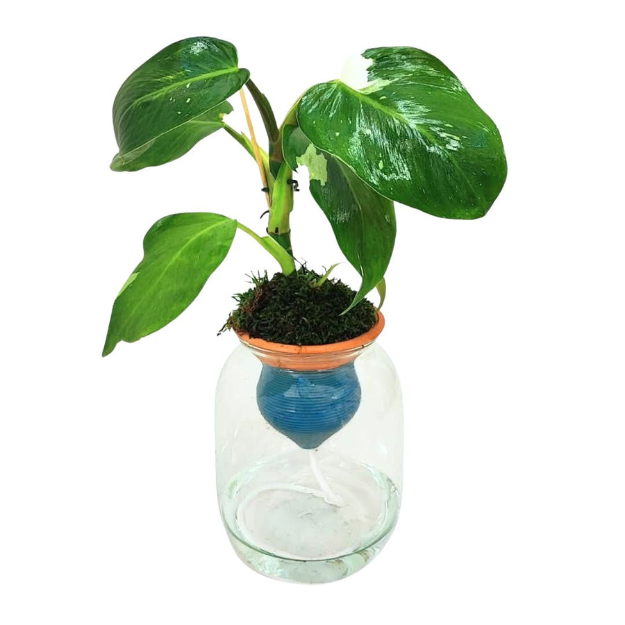 Vista frontale della Monstera variegata in vaso idroponico con riserva d’acqua e supporto in terracotta