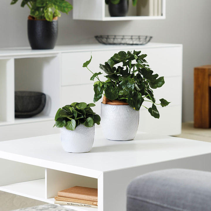 Piante d'appartamento verdi sistemate in vasi Boston in ceramica bianca opaca, posizionate su tavolino bianco in un ambiente moderno.