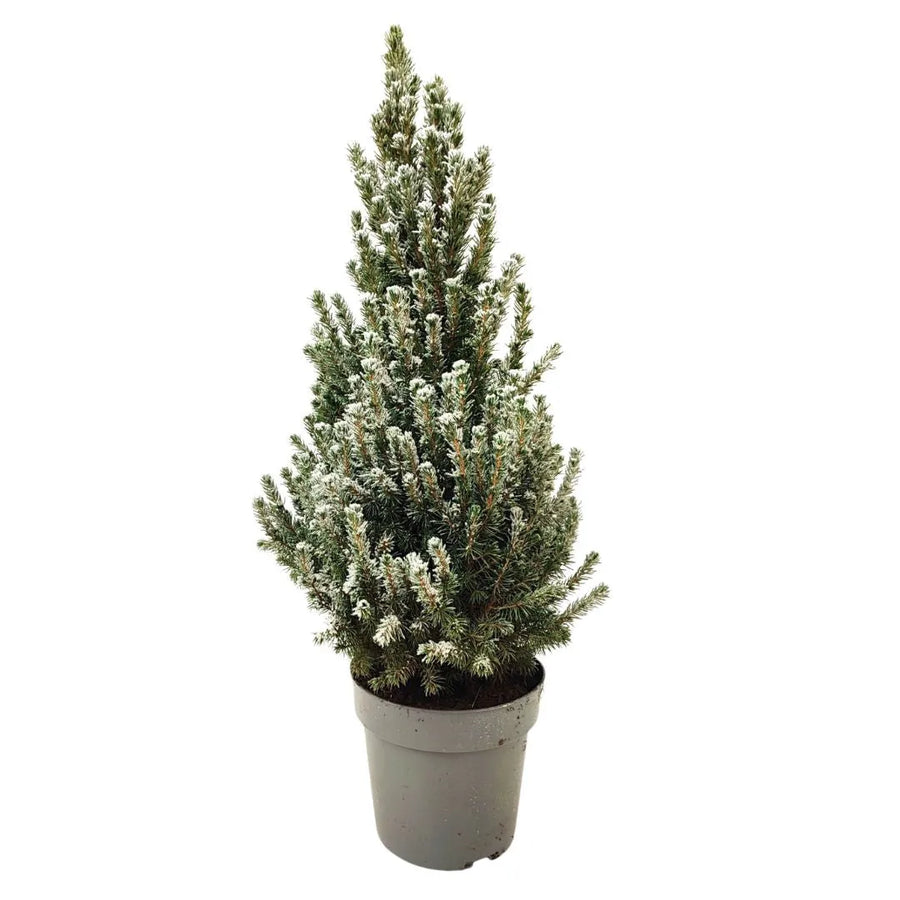 Pianta sempreverde con forma conica e rami fitti di colore verde scuro, ricoperti da una leggera spolverata bianca che simula la neve, collocata in un vaso grigio.