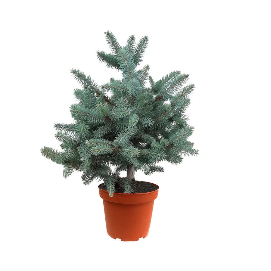 Pianta con foglie a forma di ago di colore azzurro messa in un vasso di colore arancione 